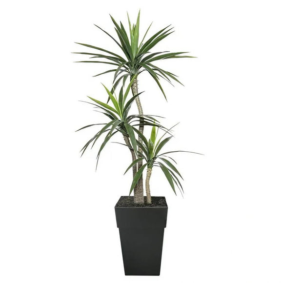 Three-Trunk Yucca - Silk Plant